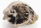 5.2" Long, Petrified Wood (Schinoxylon) Limb - Blue Forest, Wyoming - #199024-1